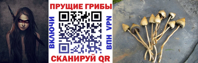 Галлюциногенные грибы Psilocybine cubensis  Серов 